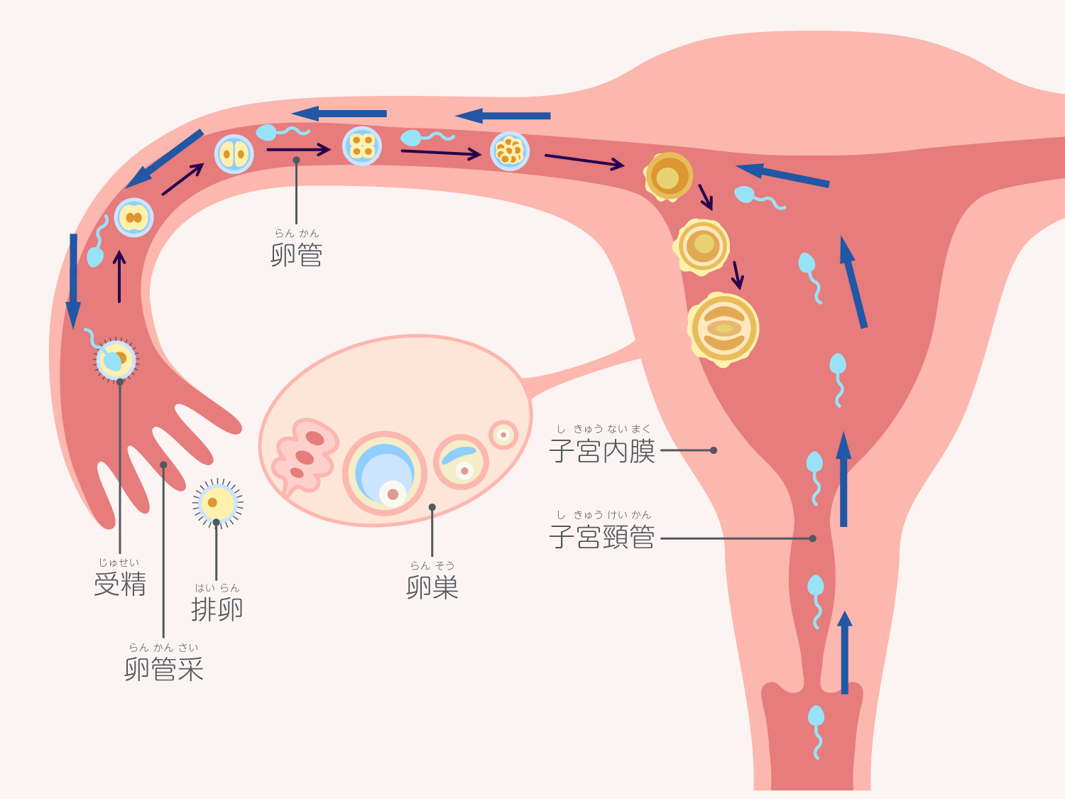 受精から着床までの日数と兆候を徹底解剖！超初期の体の変化と真相