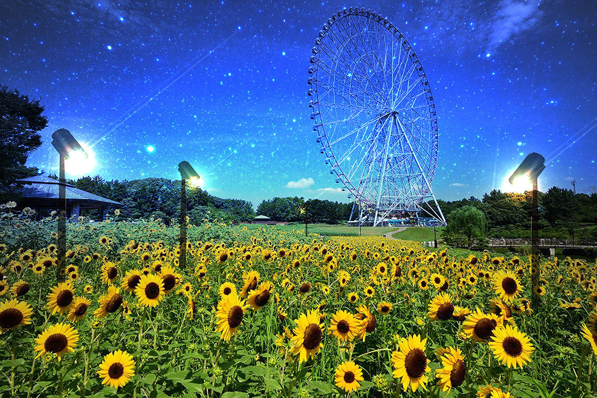 葛西臨海公園ひまわり2026！開花状況と見頃・夜の絶景を現地徹底調査