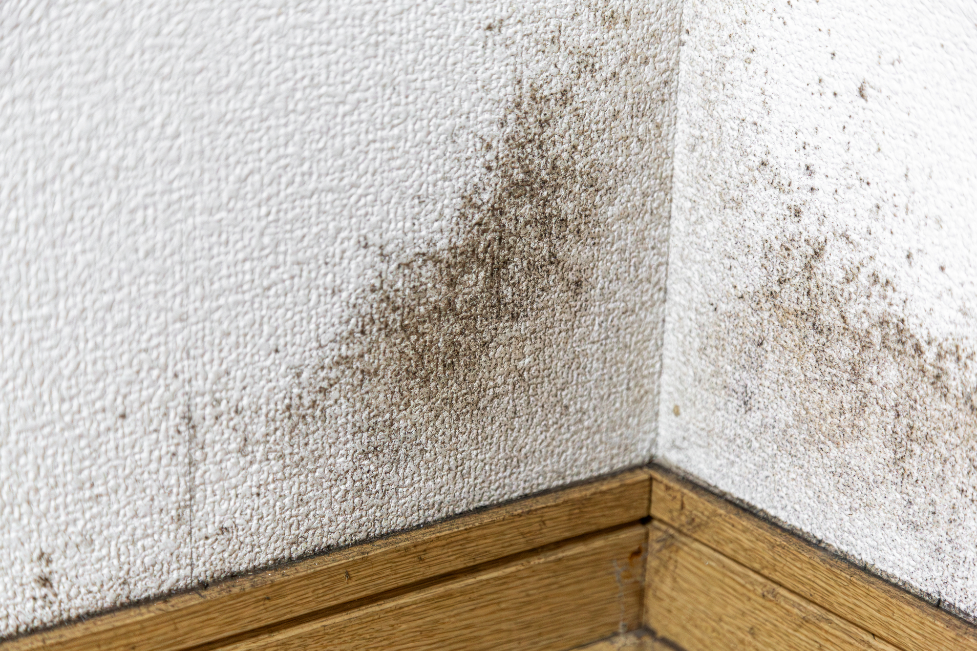 壁紙のカビ取りで擦るのはNg？白さを取り戻すプロ直伝の裏技と対策