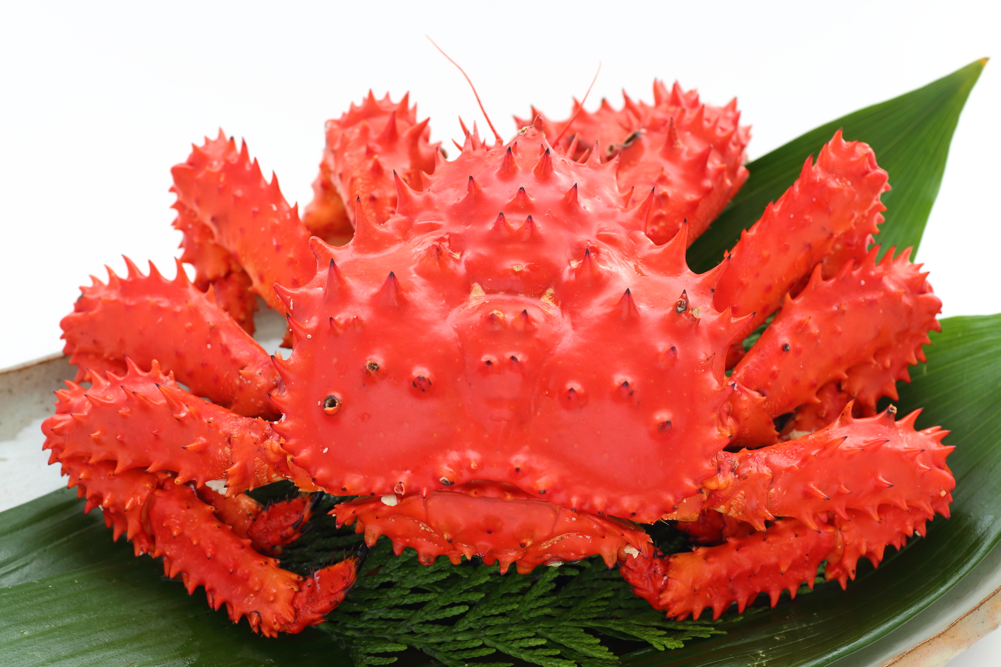 根室の幻・花咲ガニの真実！旬やタラバとの違い・最新相場を徹底解説