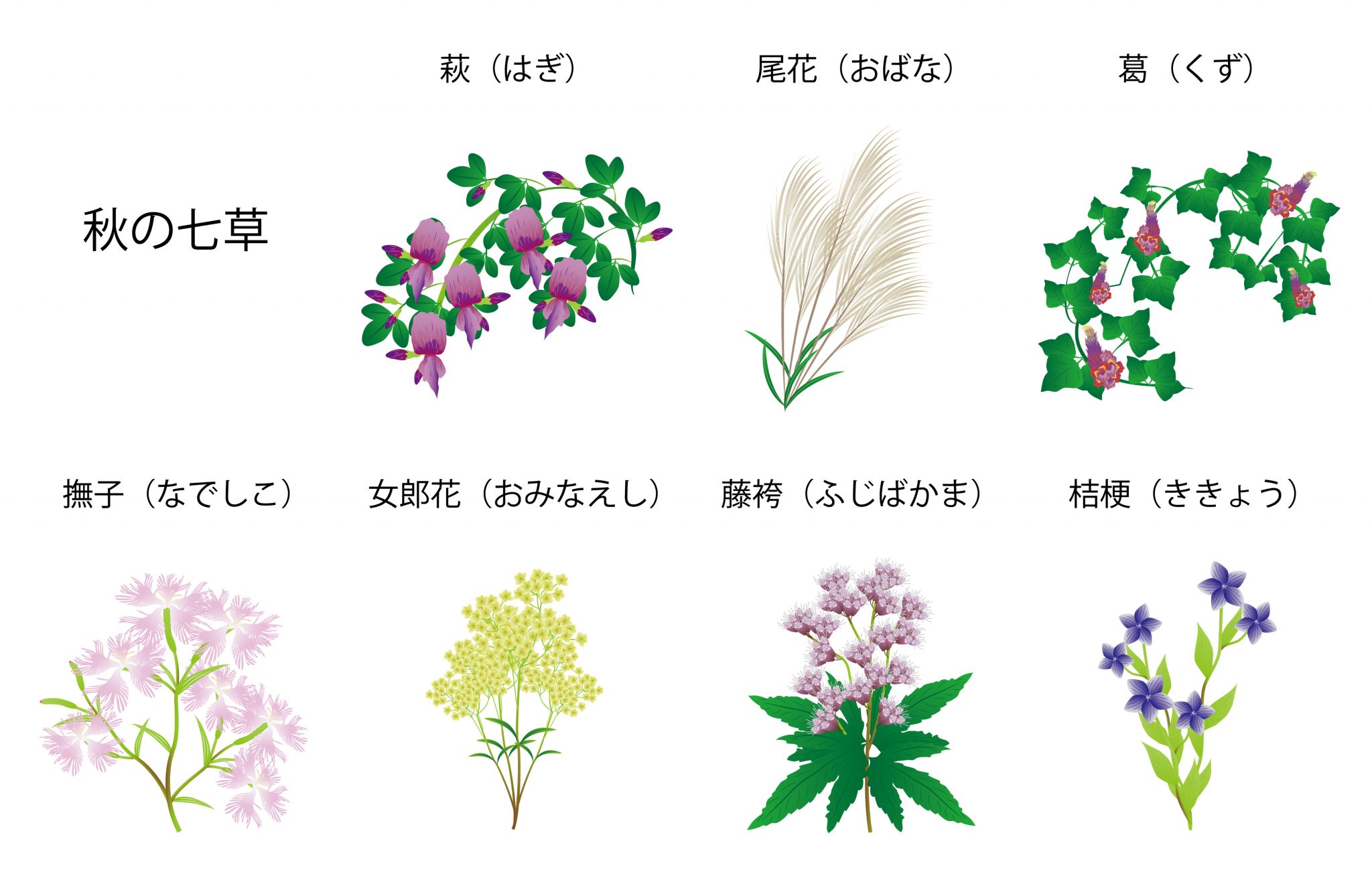 秋の七草の覚え方と順番！語呂「お好きな服は」で即暗記する秘訣