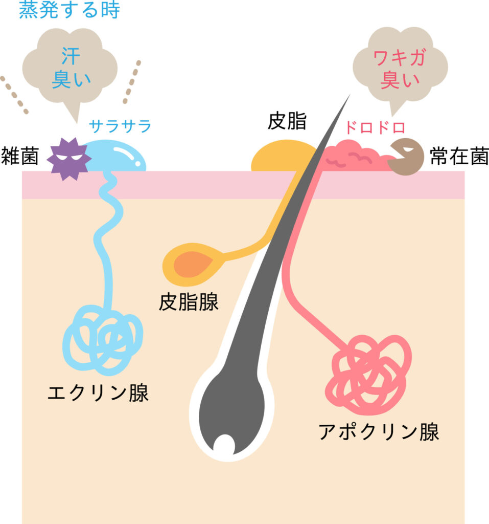 すそわきが手術の真実｜保険適用・費用相場と再発リスクを徹底検証