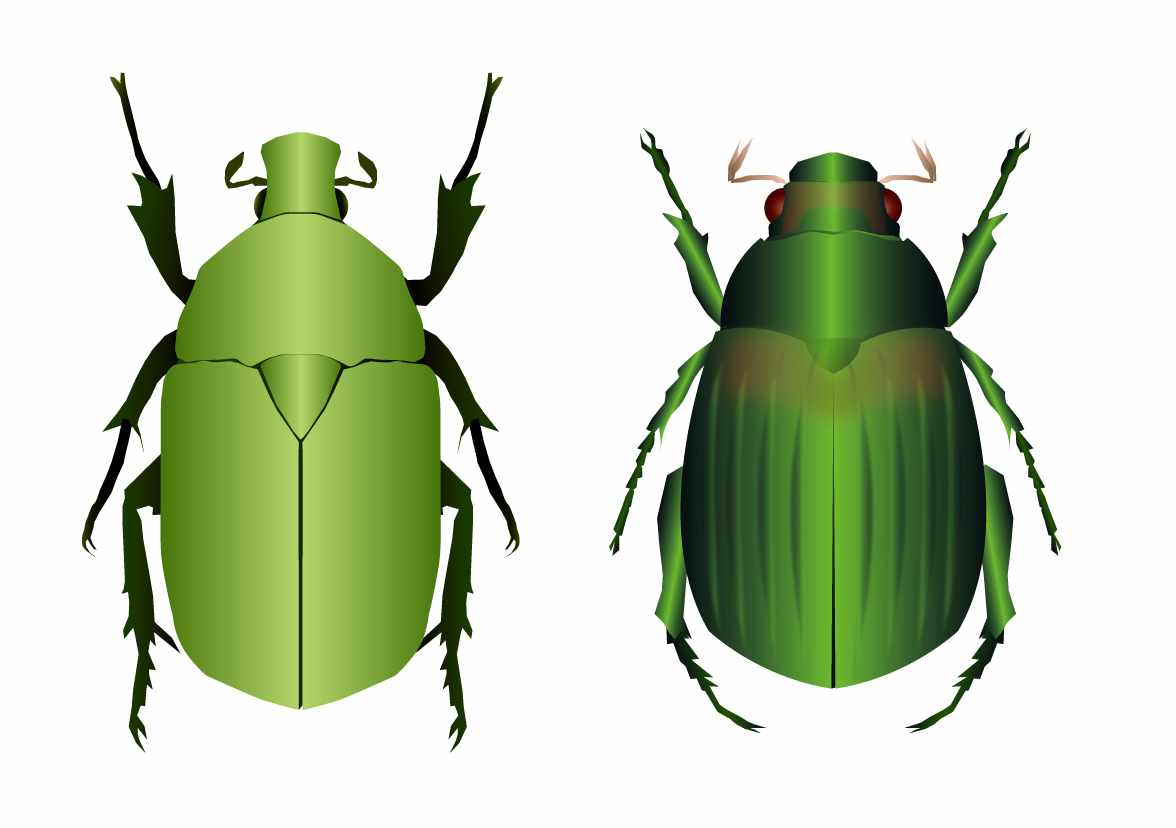 コガネムシとカナブンの違いとは？害虫と益虫の見分け方と対策