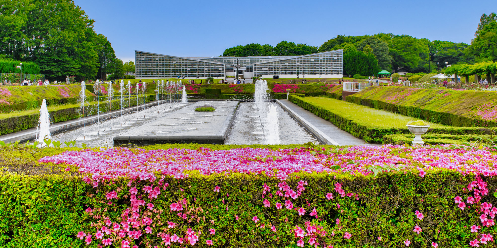 神代植物公園の開花状況2026！バラ園見頃と混雑回避＆割引の極意