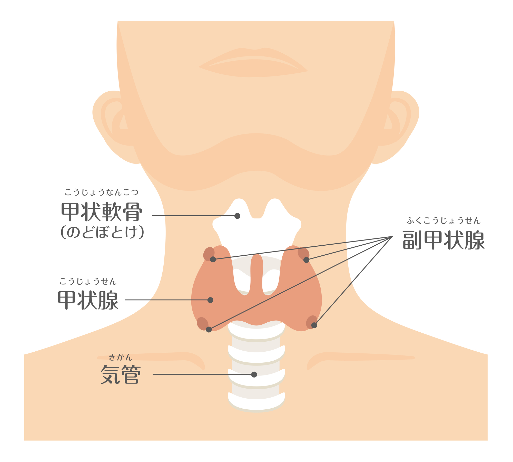 原因不明のだるさと尿路結石の正体｜副甲状腺機能亢進症の真実と治療法
