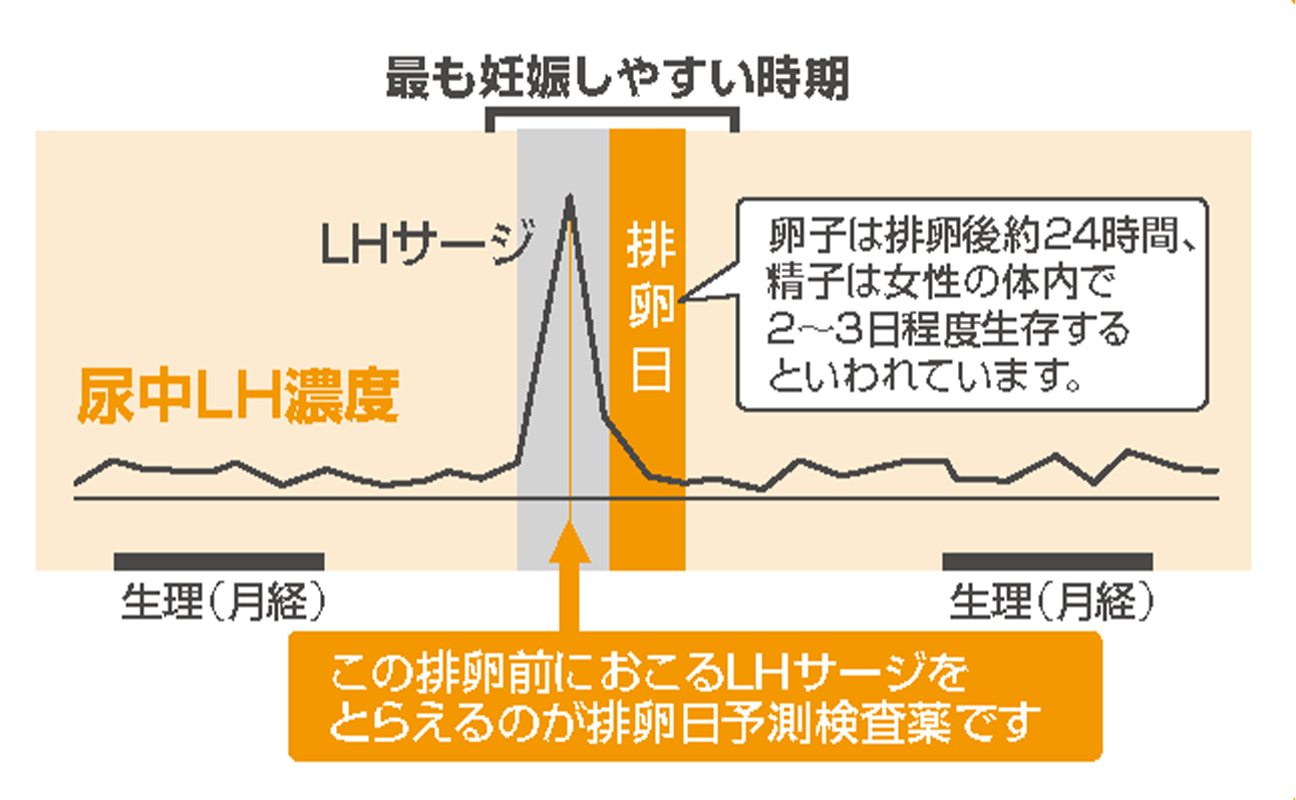 ドゥーテスト排卵検査薬の強陽性とタイミング法を徹底検証【2026最新】
