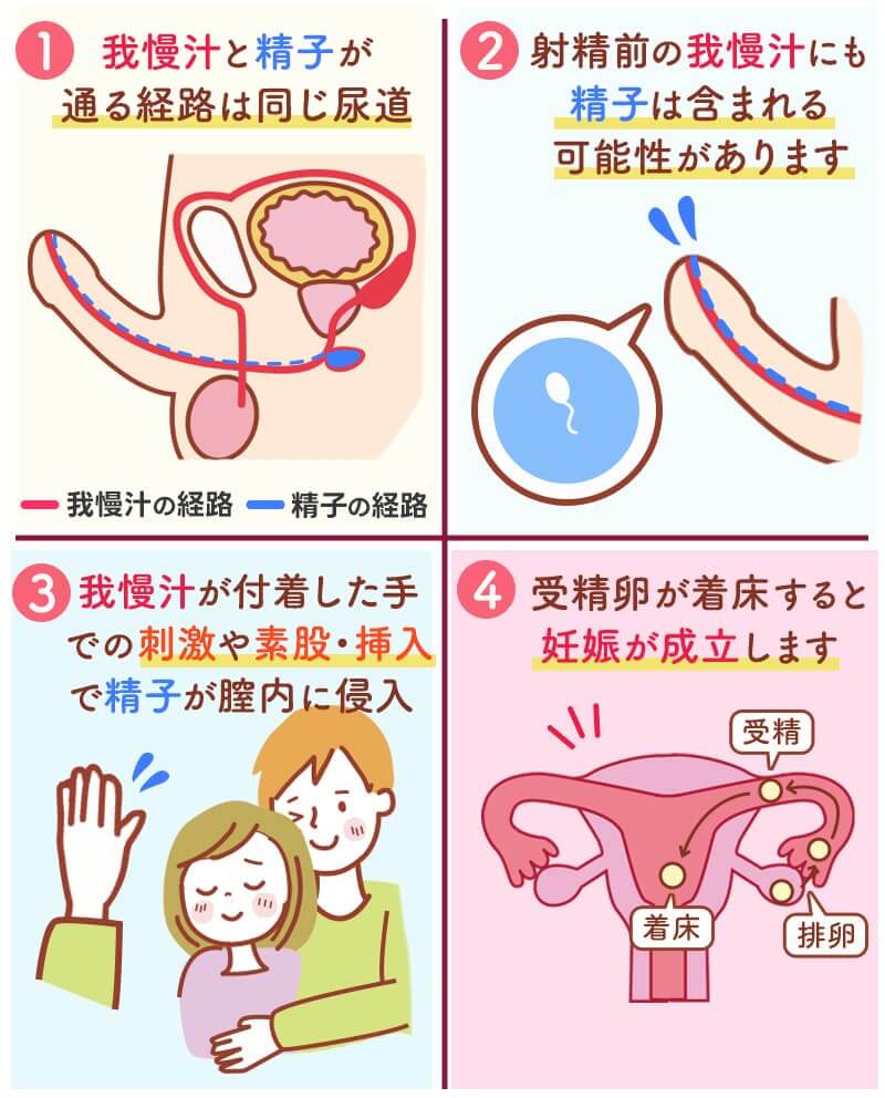 カウパーとは？妊娠確率の真相と精液との違いを徹底検証【2026】