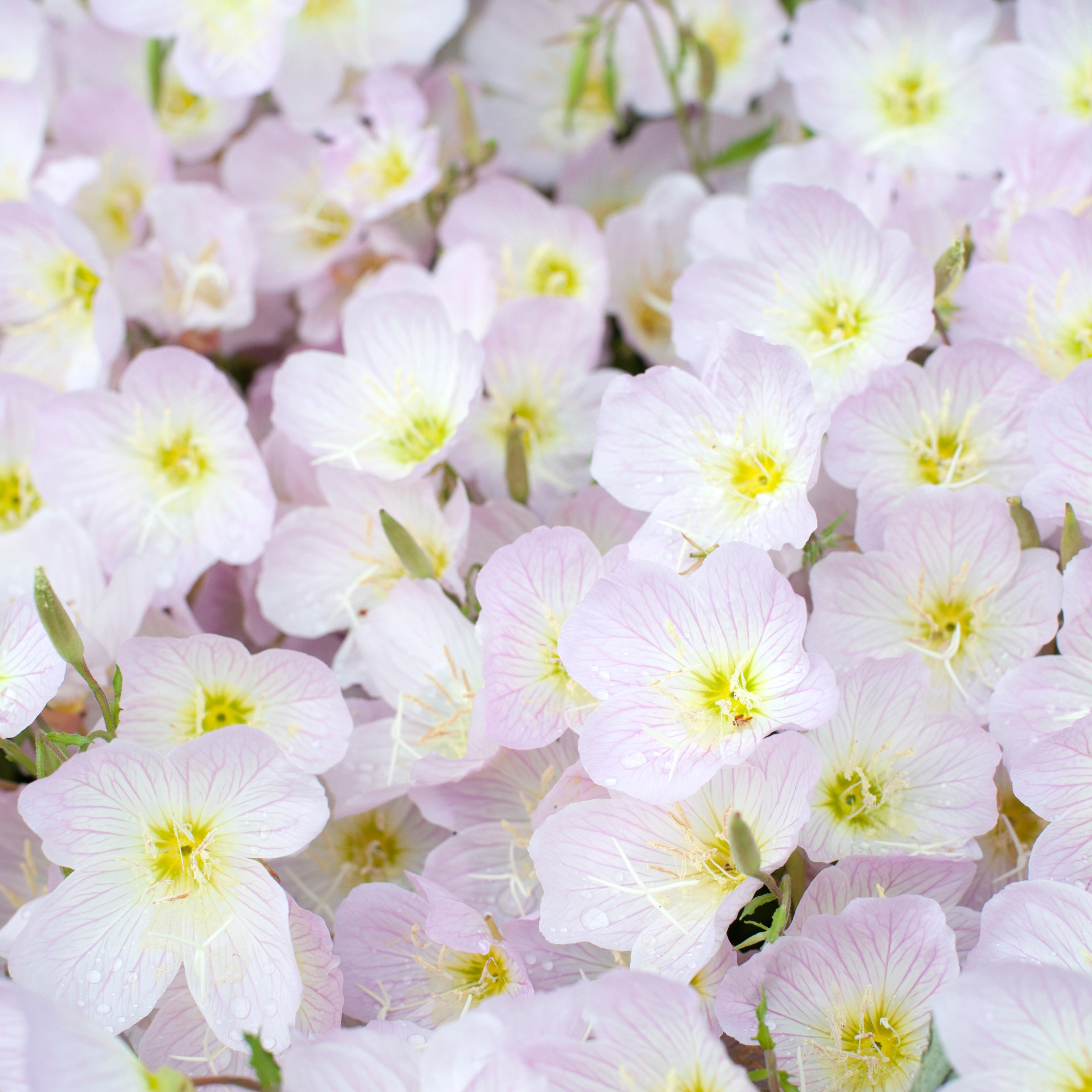 夜に咲く花の秘密｜月下美人やサガリバナが開花する理由と花言葉