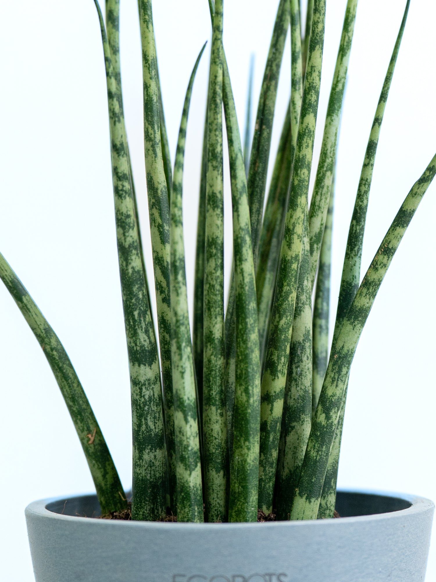 100均サンスベリアの育て方！枯らさず巨大化させる植え替えと冬越し術