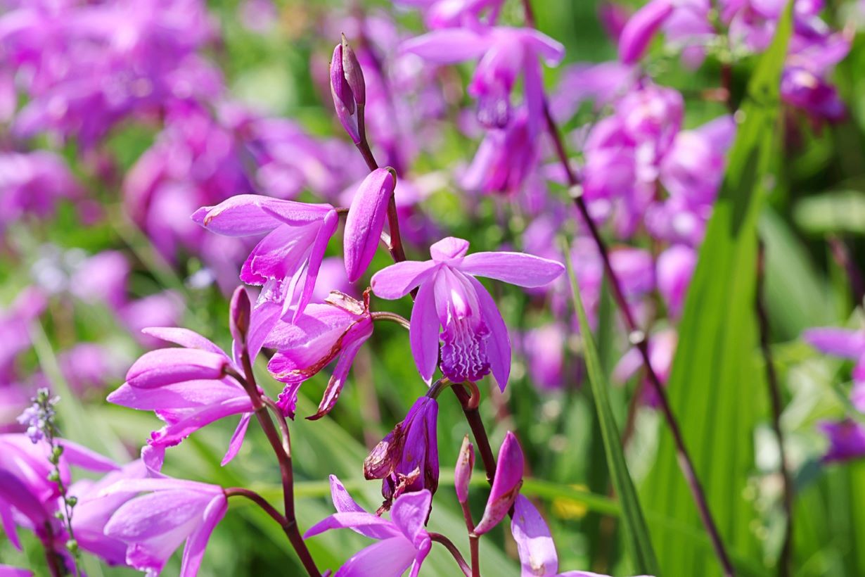 シランの花の育て方と増えすぎ対策！花言葉や品種・冬越しまで徹底解説