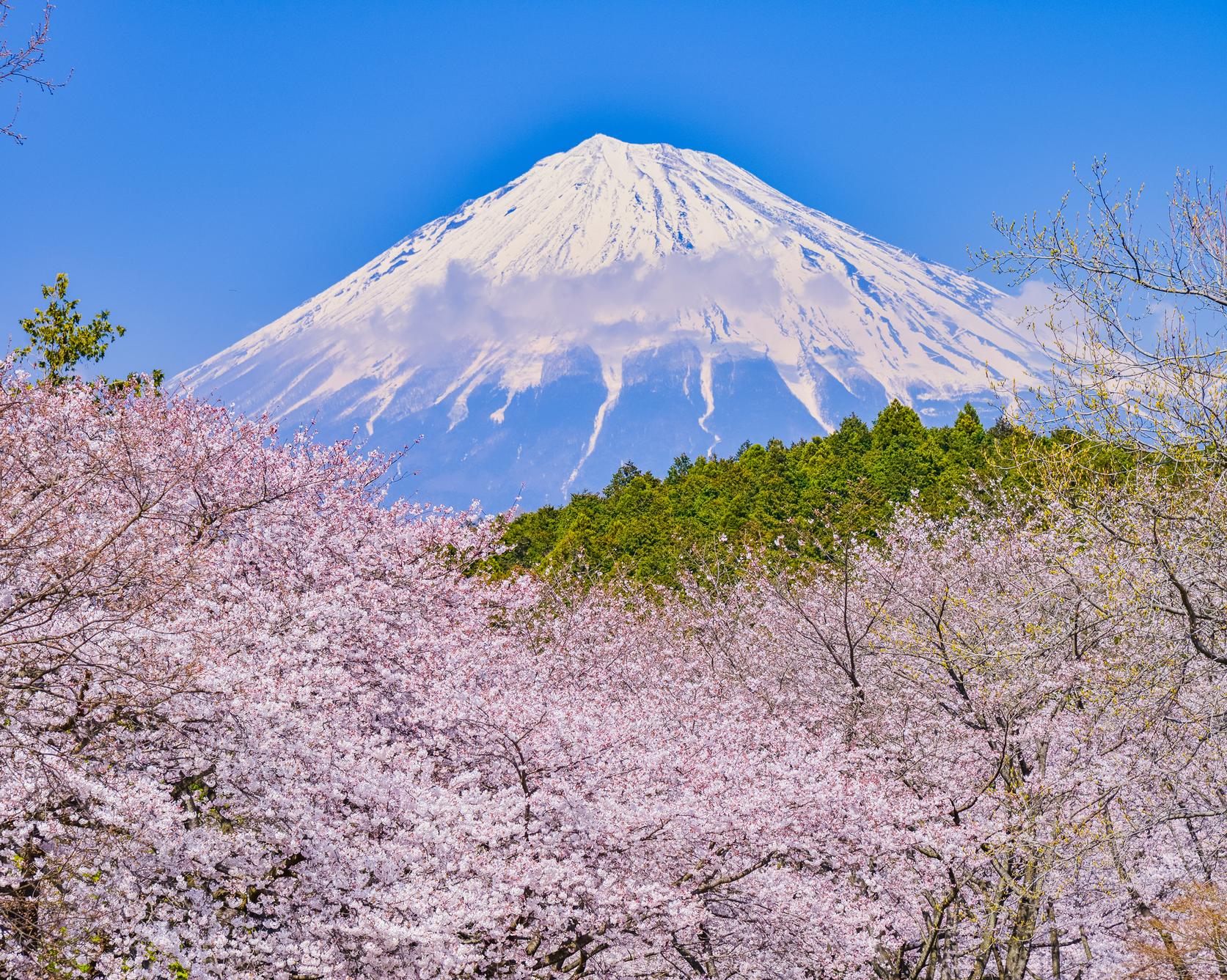 岩本山公園の梅・桜絶景と混雑回避術！カフェかぐやと最新現地レポ