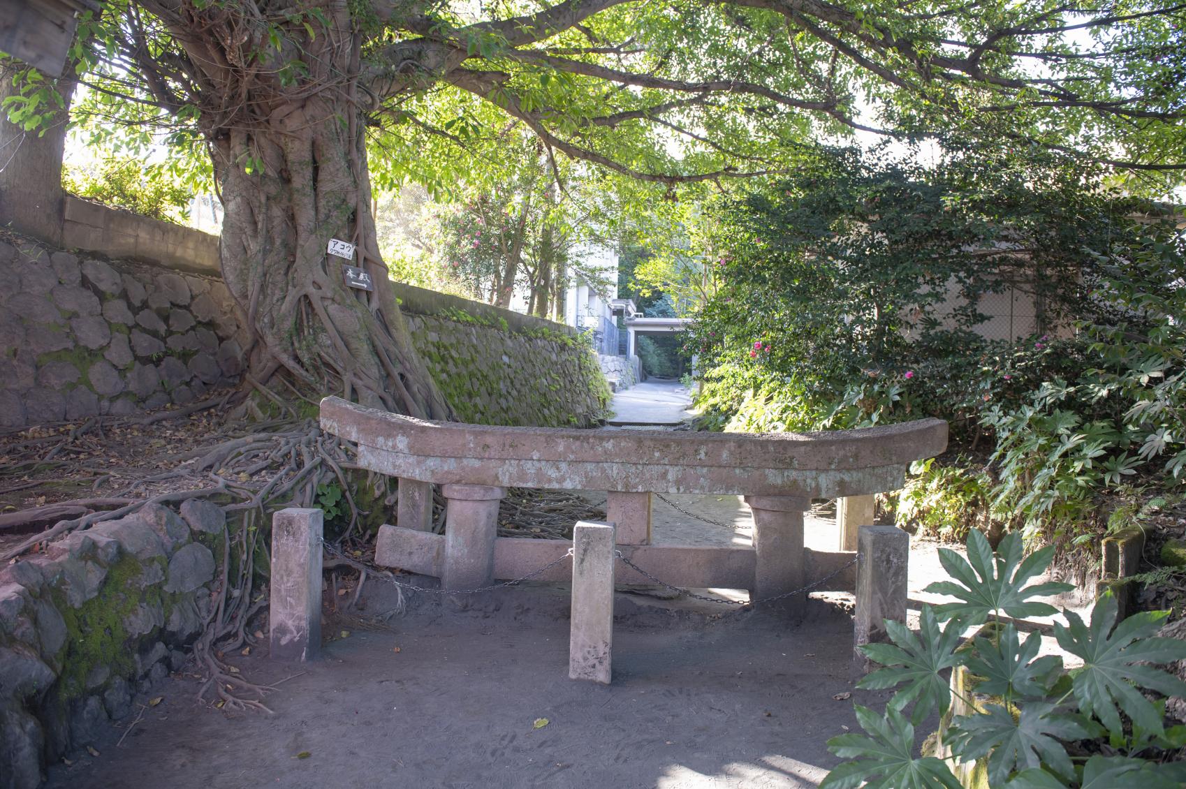 なぜ一夜で埋もれたのか？桜島・黒神埋没鳥居の歴史と保存の真相