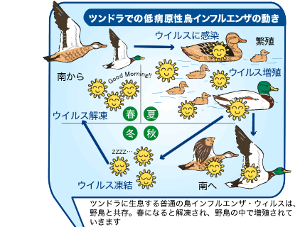 【衝撃】 鳥 インフルエンザ なぜ 殺 処分 衝撃の最新ニュース #723