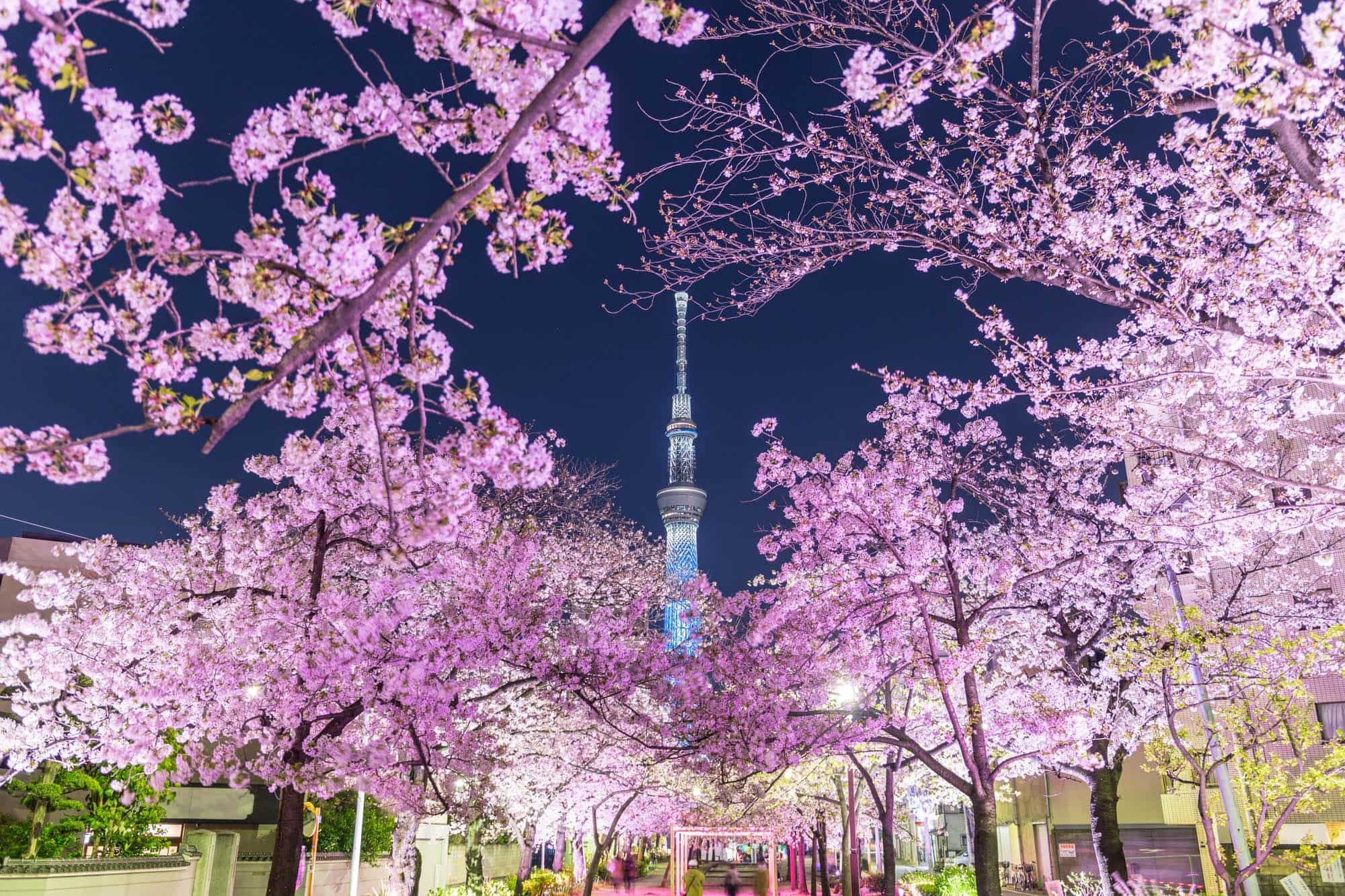 東京桜ライトアップ2026決定版！目黒川・千鳥ヶ淵の混雑回避と穴場名所