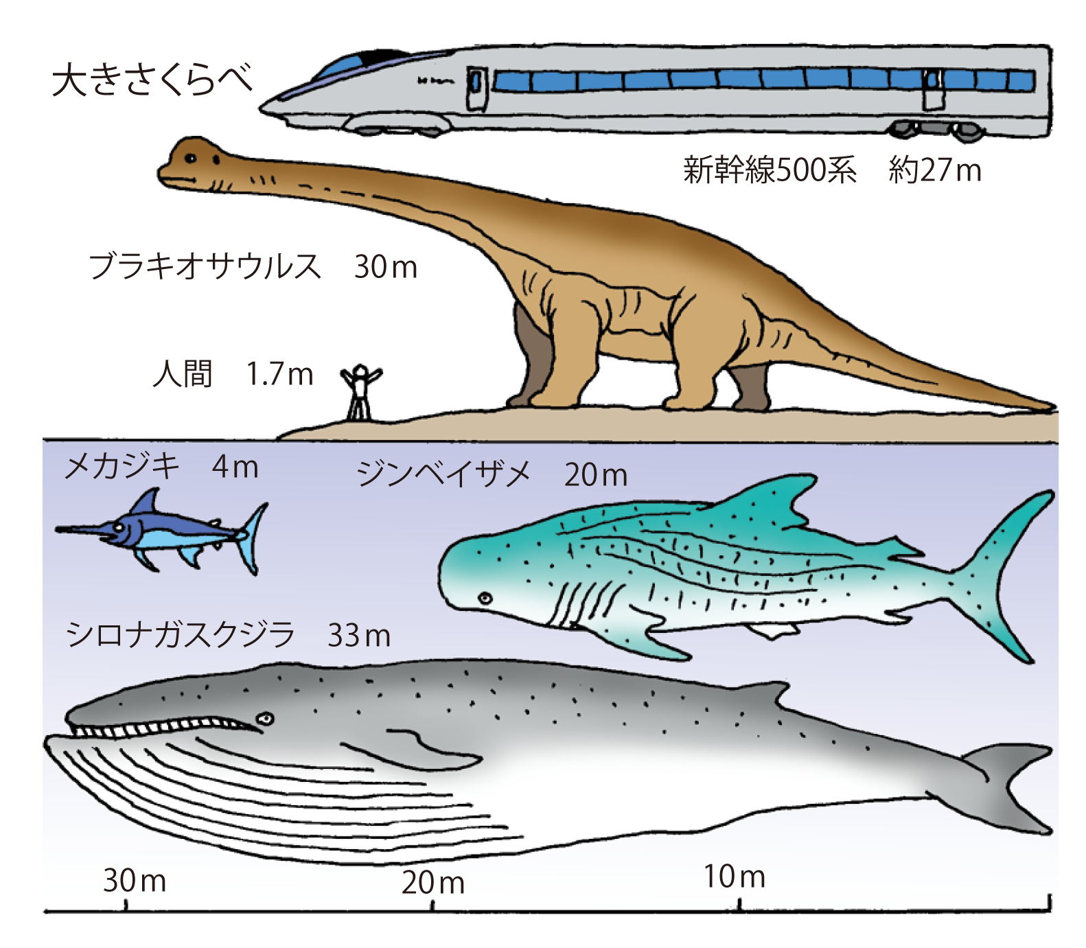 シロナガスクジラの大きさは恐竜超え？体長・体重と驚愕の生態を徹底解剖