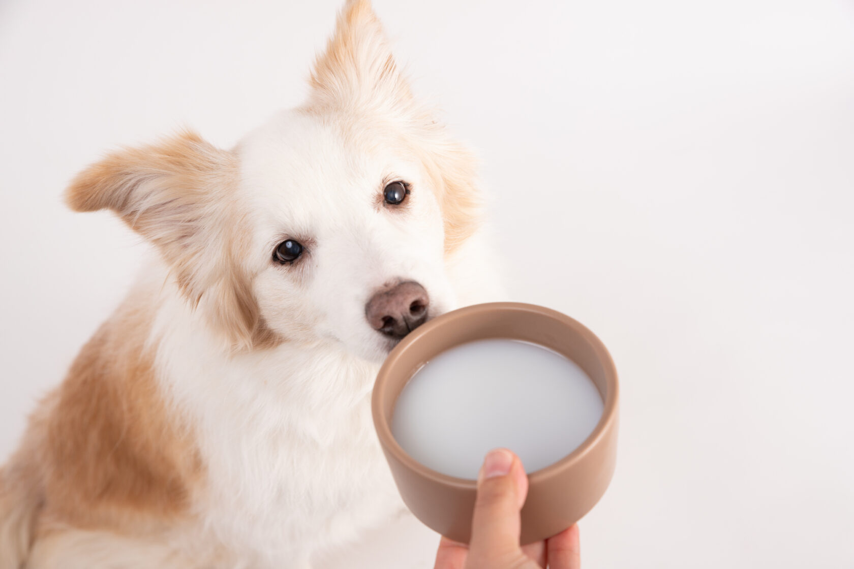 犬に牛乳を飲ませて大丈夫？下痢・嘔吐の医学的根拠と安全な対策