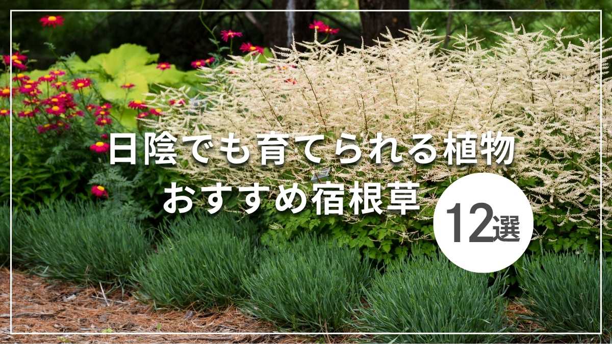 日陰で育つ植物決定版！北向きの庭やベランダを彩る厳選種と管理術