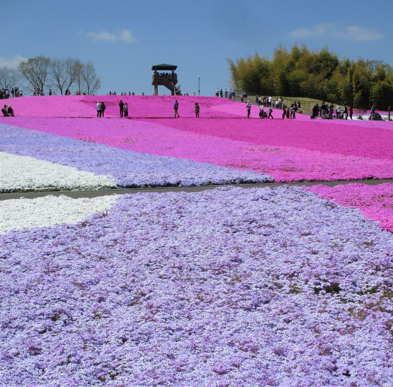 市貝町芝ざくら公園2026見頃と開花状況！混雑回避と駐車場攻略