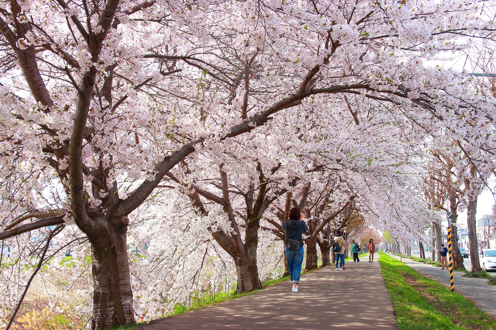 札幌の新川桜並木はいつ見頃？10.5Kmの絶景穴場と駐車場を徹底解説
