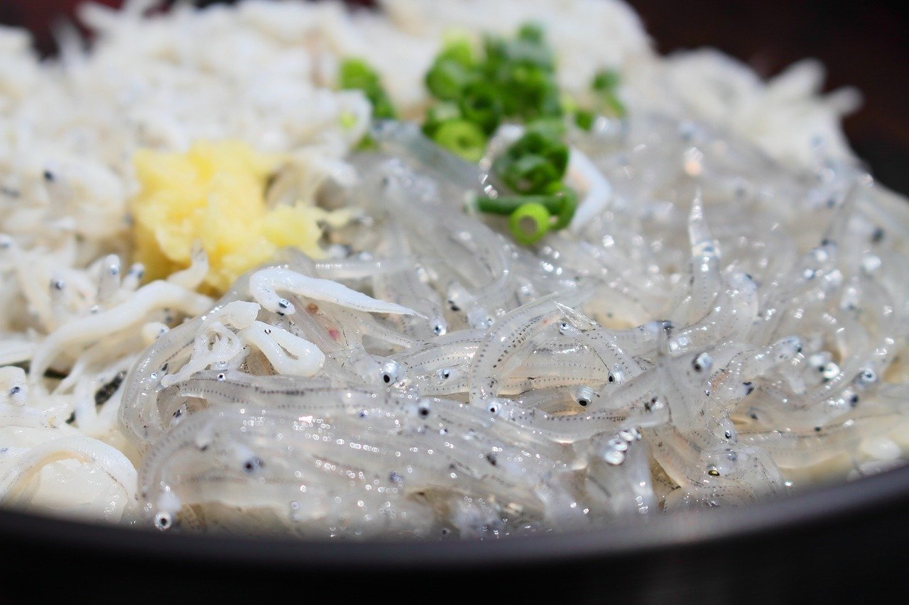 江ノ島釜揚げしらす丼の真実！生より旨い理由と名店比較【2026最新】