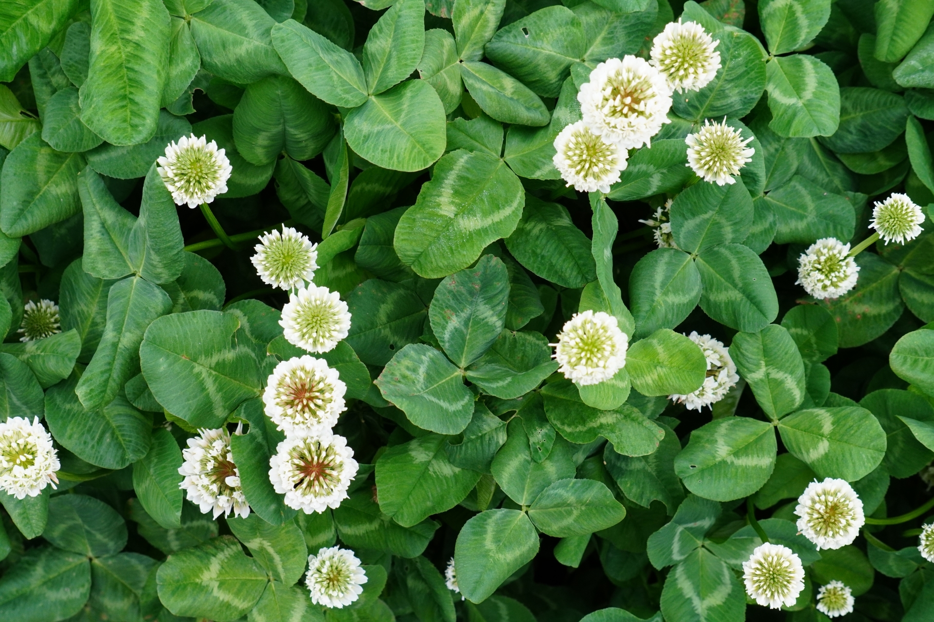 シロツメクサの花言葉は復讐？怖い裏の意味と約束の由来を徹底検証