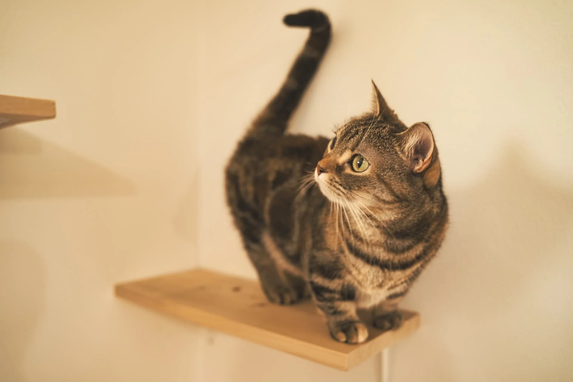 足が短い猫はなぜ誕生？人気品種一覧と健康リスク・寿命の真実を徹底解説