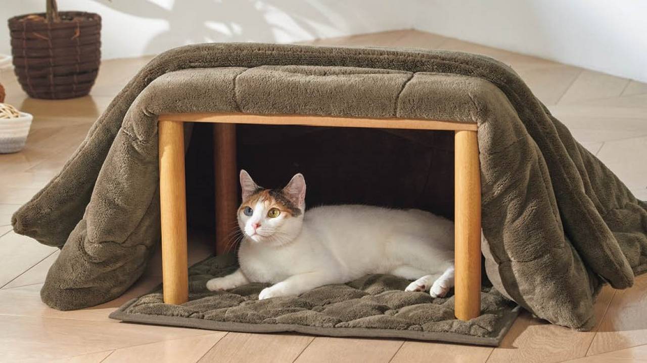 猫用こたつはつけっぱなし危険？電気代や人気おすすめ徹底検証【2026】