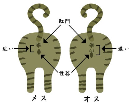 【話題】 猫 性別 見分け 方 最新ファイル＆画像まとめ #780