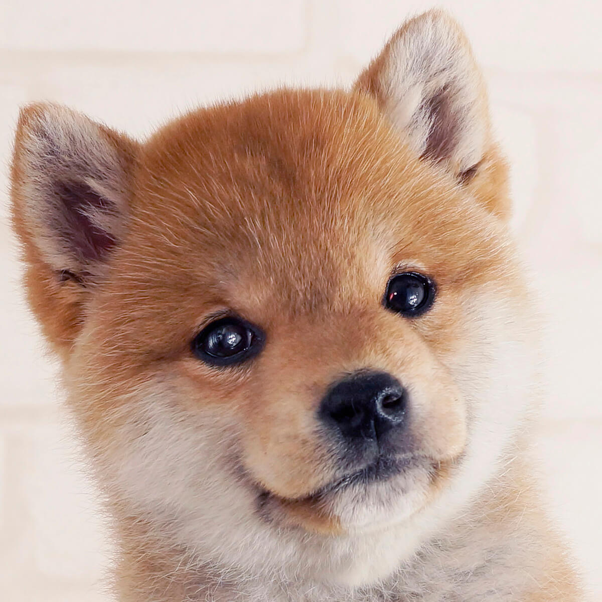 豆柴の赤ちゃんを迎える真実｜2026年最新相場と失敗しない育て方