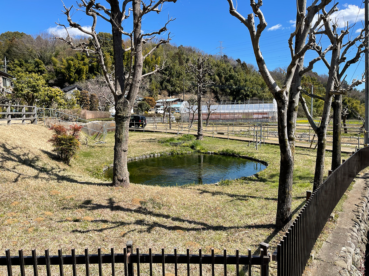 鶴見川源流の泉の真実！町田の湧水スポットの歴史とアクセス徹底調査