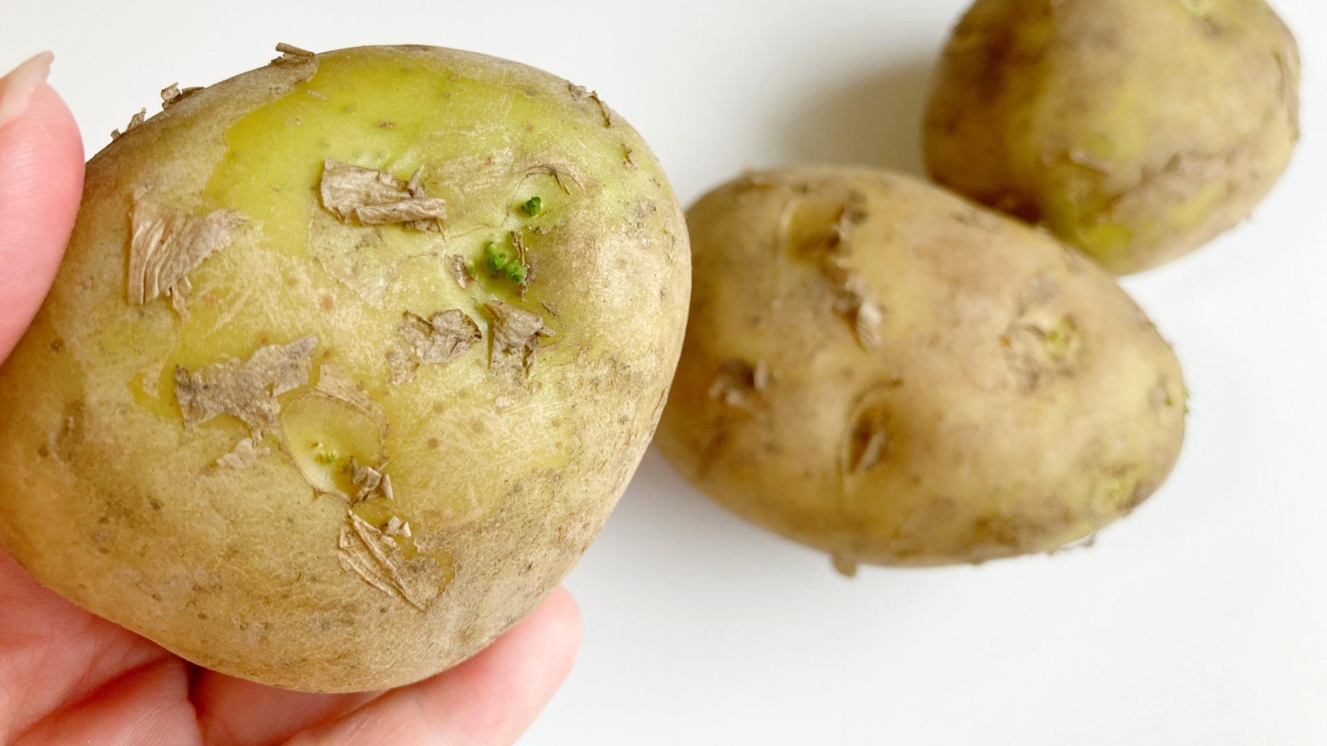緑のじゃがいもは食べられる？毒素ソラニンの危険性と安全な見分け方