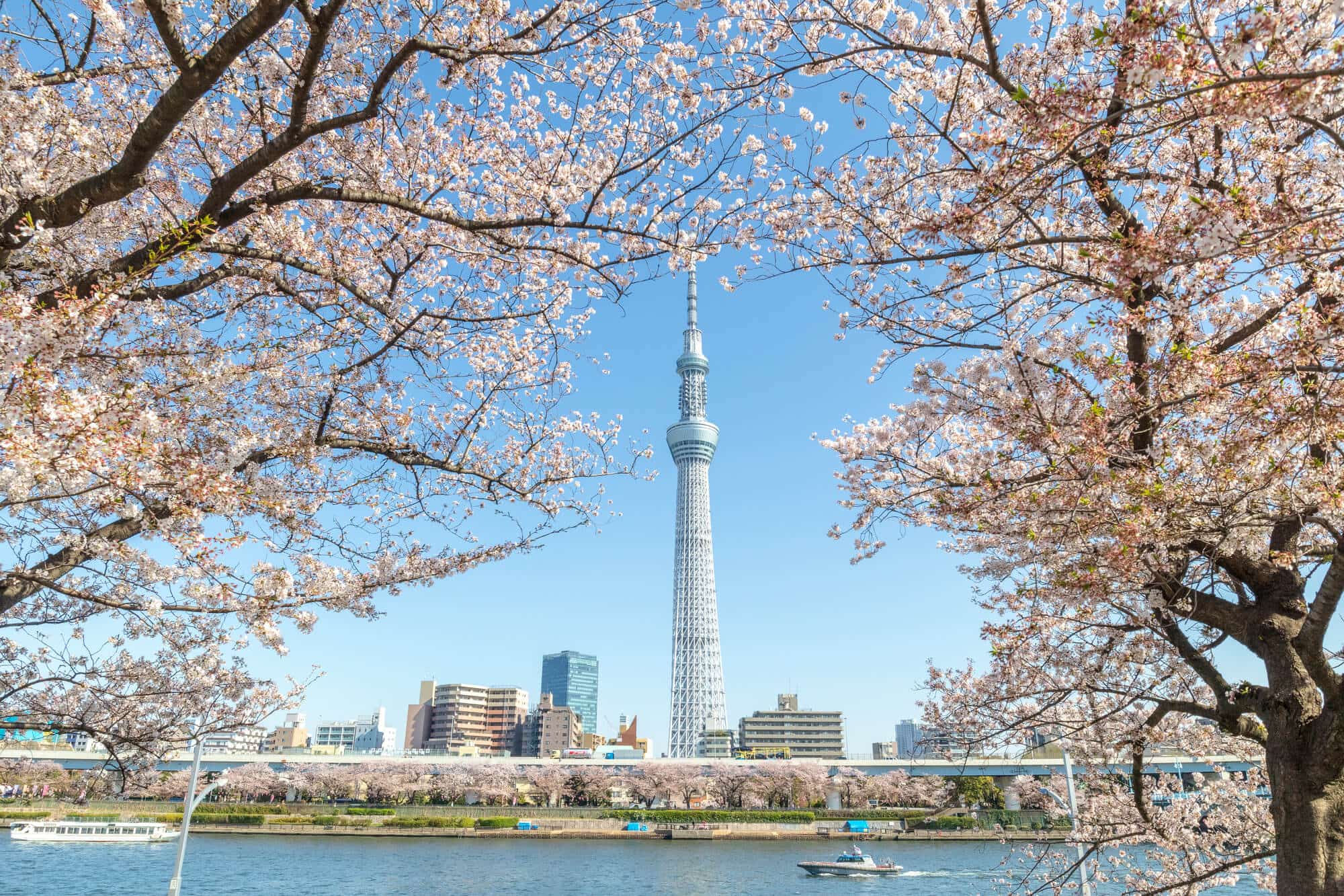 桜とスカイツリーが織りなす2026年絶景の全貌 知られざる撮影スポットと見頃の真実