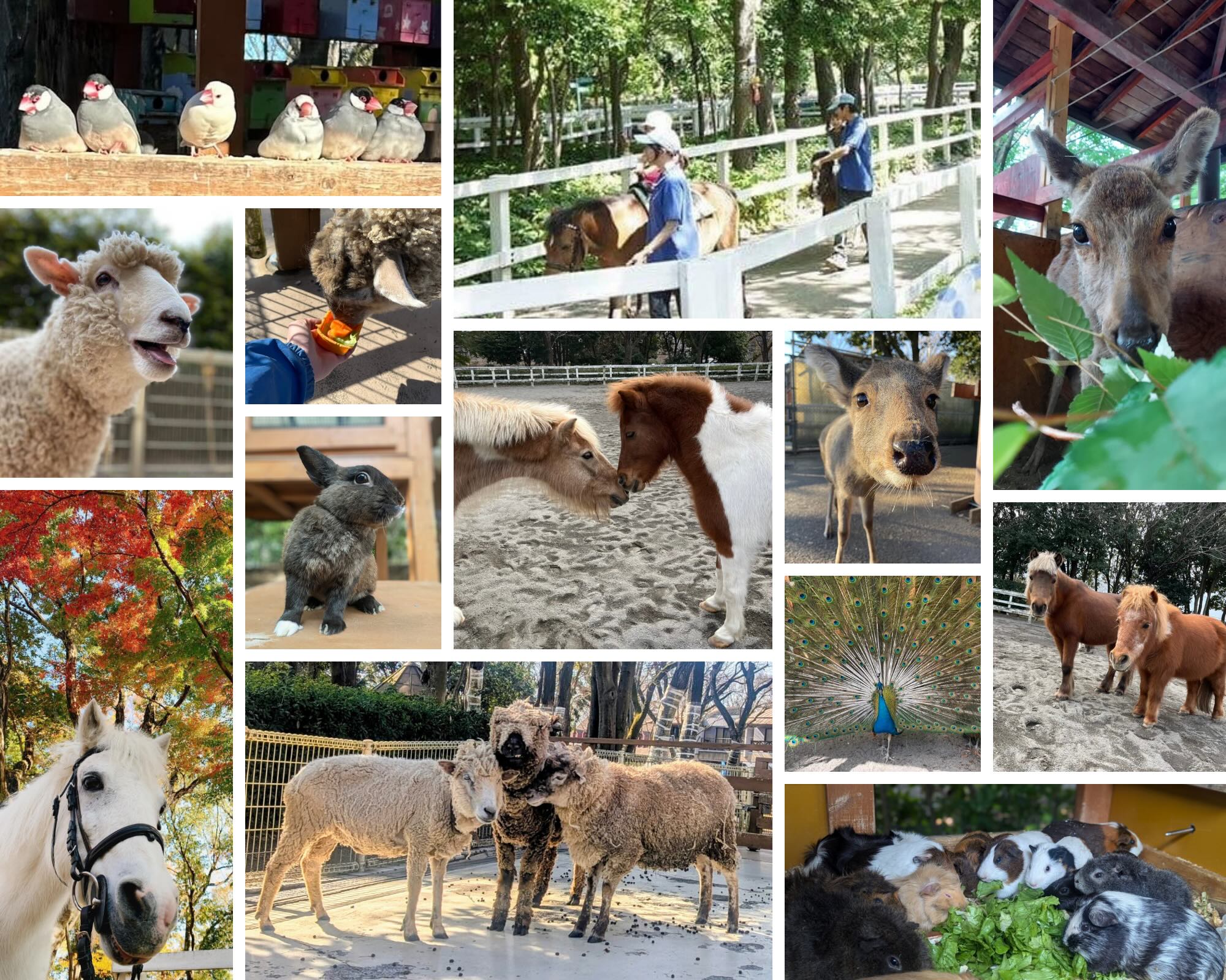 ふれあい動物広場の無料＆穴場スポット徹底比較！混雑回避と評判