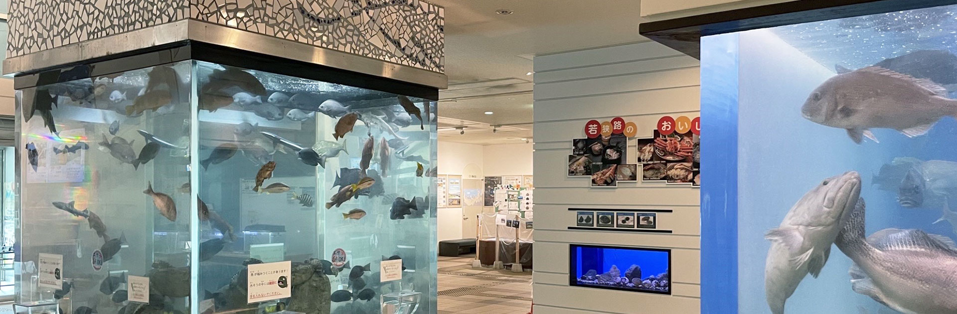 無料でこの満足度！福井県海浜自然センターの魅力と観光攻略法