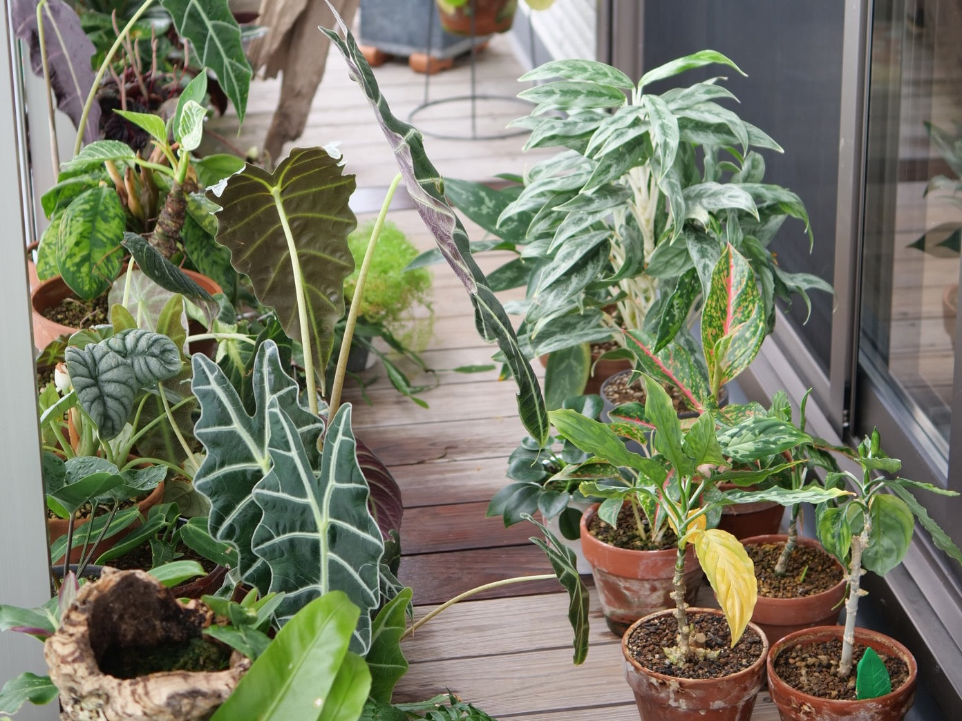 観葉植物を屋外で育てる決定版！枯らさない秘訣と耐寒最強品種2026