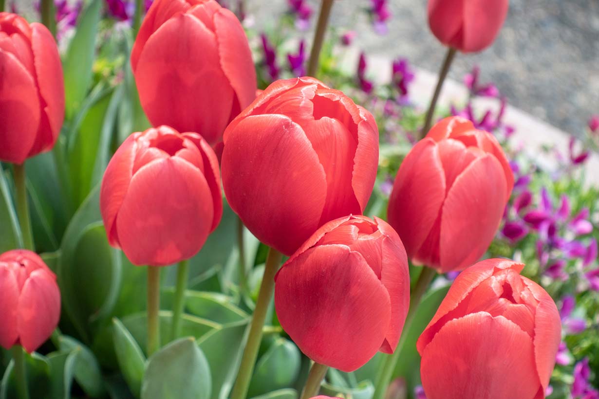 チューリップ花後の手入れ完全版！葉を切らない理由と来年咲かせる保存術
