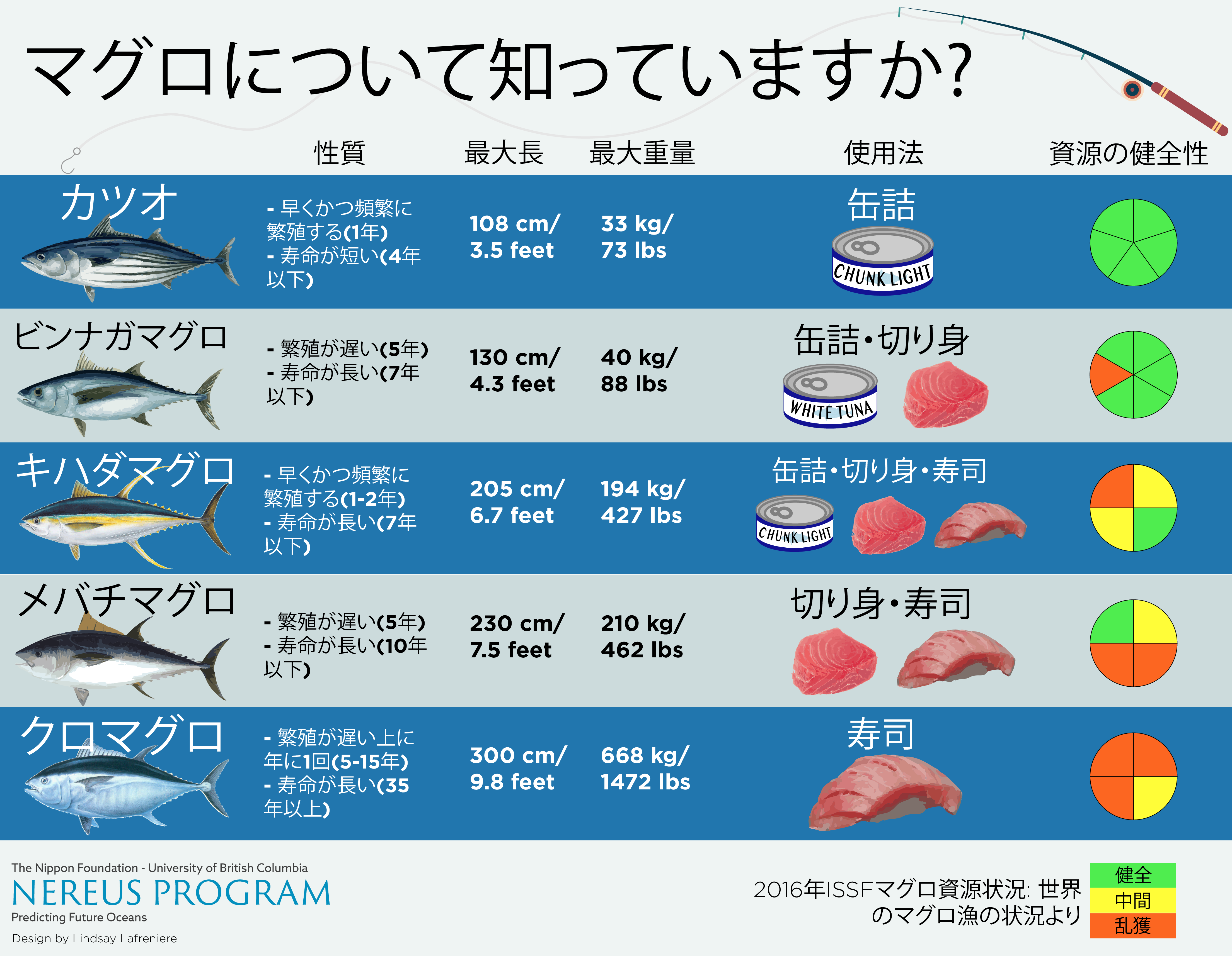 マグロの寿命は何年？最高40年超の記録と泳ぎ続ける生態の真相