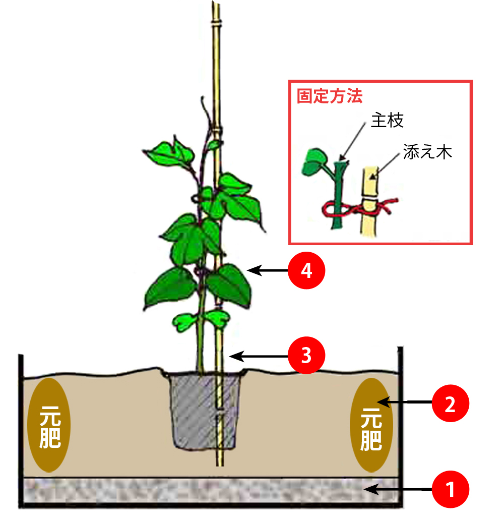 パッションフルーツの育て方決定版！実がつかない理由と冬越し術
