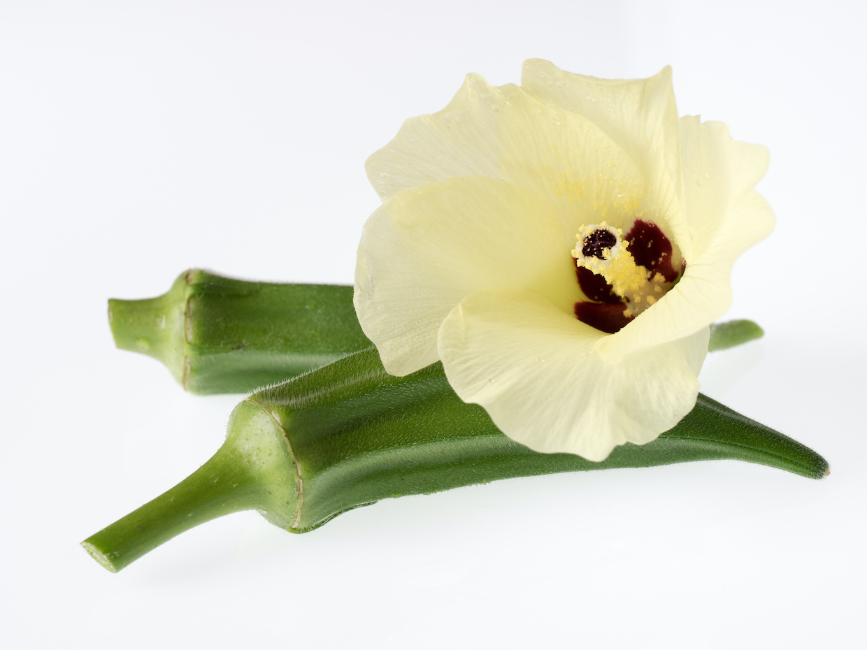 オクラの花は絶品で食べられる？落ちる原因と実がつかない真相・育て方