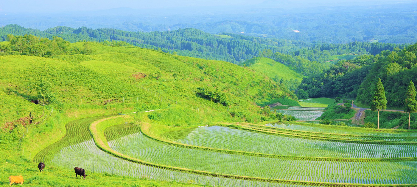 熊本県産山村の魅力を徹底解剖｜名水とあか牛が紡ぐ阿蘇の秘境の現在地