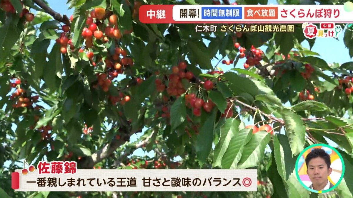 2026年仁木町さくらんぼ狩り攻略！旬の時期と地元推奨の穴場農園