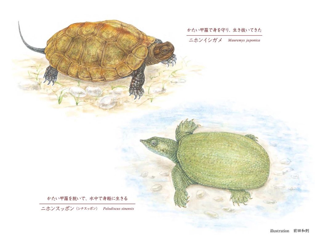 すっぽんと亀の決定的な違いとは？甲羅・危険性・味の真相を徹底比較