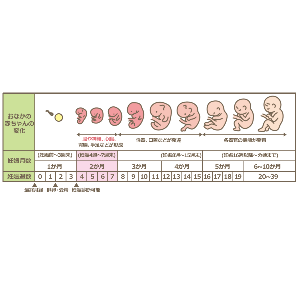 妊娠検査薬で陽性！病院はいつ行く？初診のベスト時期や費用を徹底解説