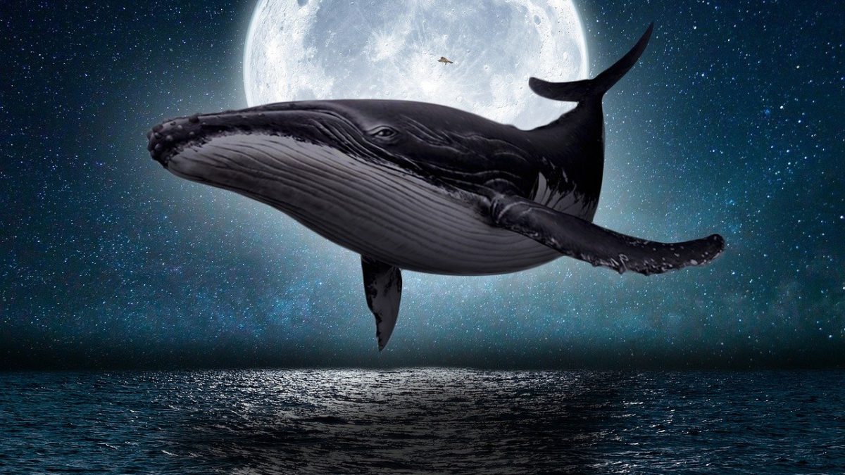 クジラの英語Whaleを徹底解説！発音・種類別の名前やフレーズまとめ