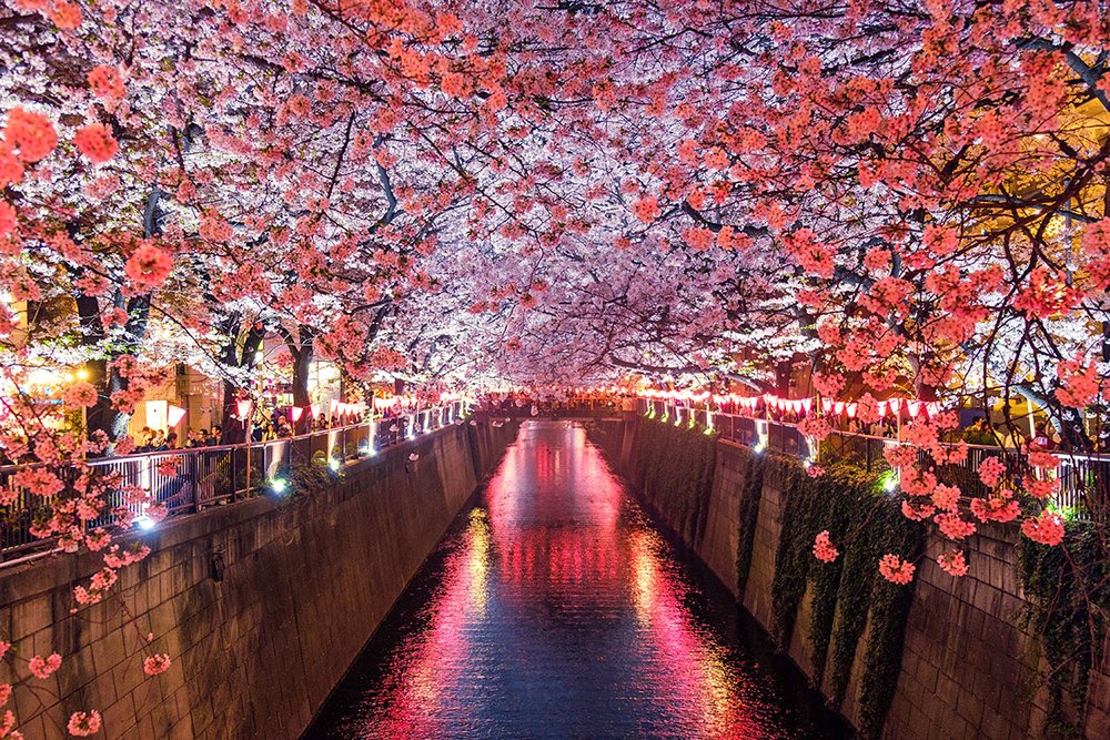 【速報】 Meguro River Cherry Blossoms Promenade インスタライブ最新動画 #978