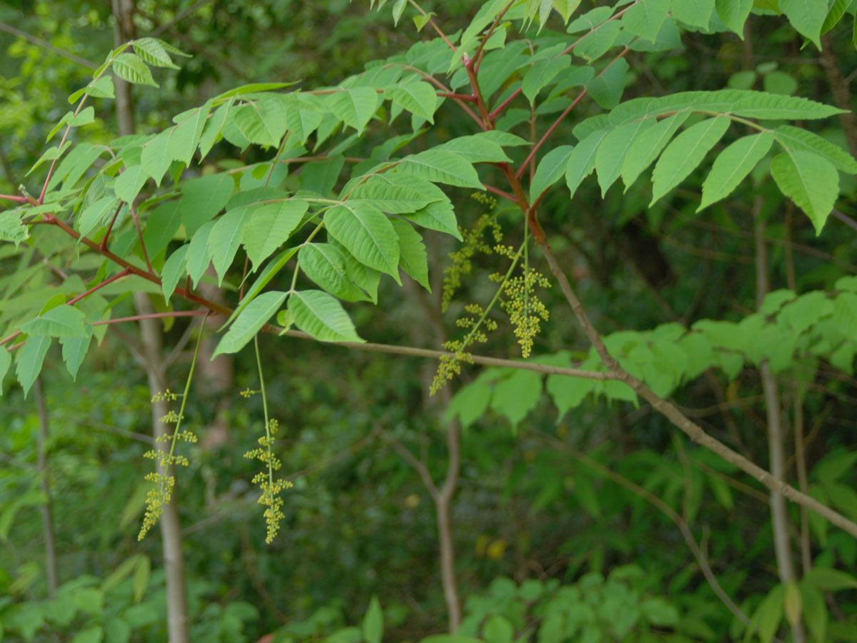 危険な漆の木の見分け方と症状！ハゼノキとの違いやかぶれ対処法