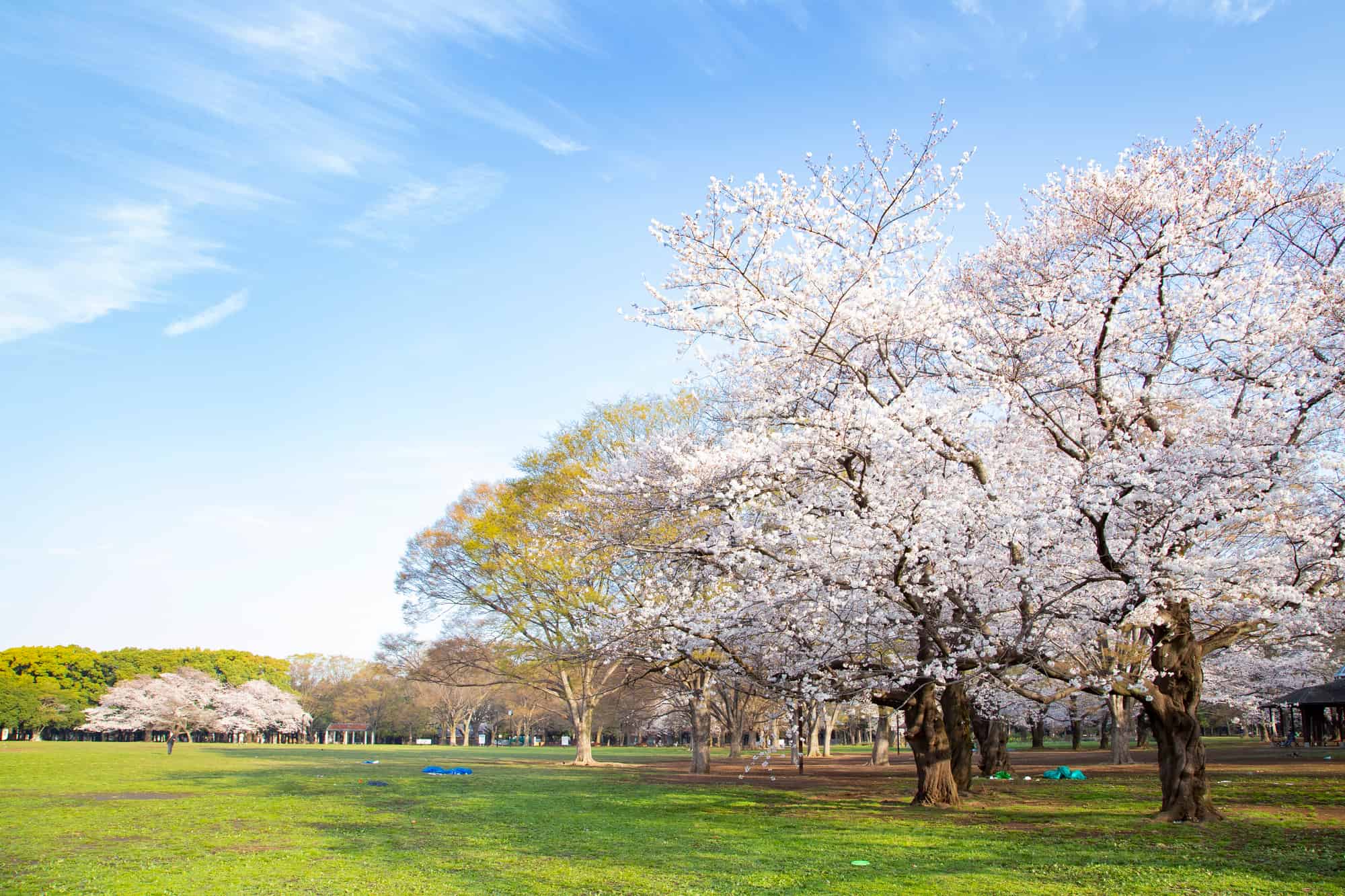 代々木公園「桜の園」2026見頃と満開予想！混雑・場所取りルール解説